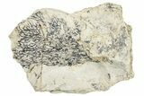 Silurian Graptolite Fossil Plate - New York #270006-1